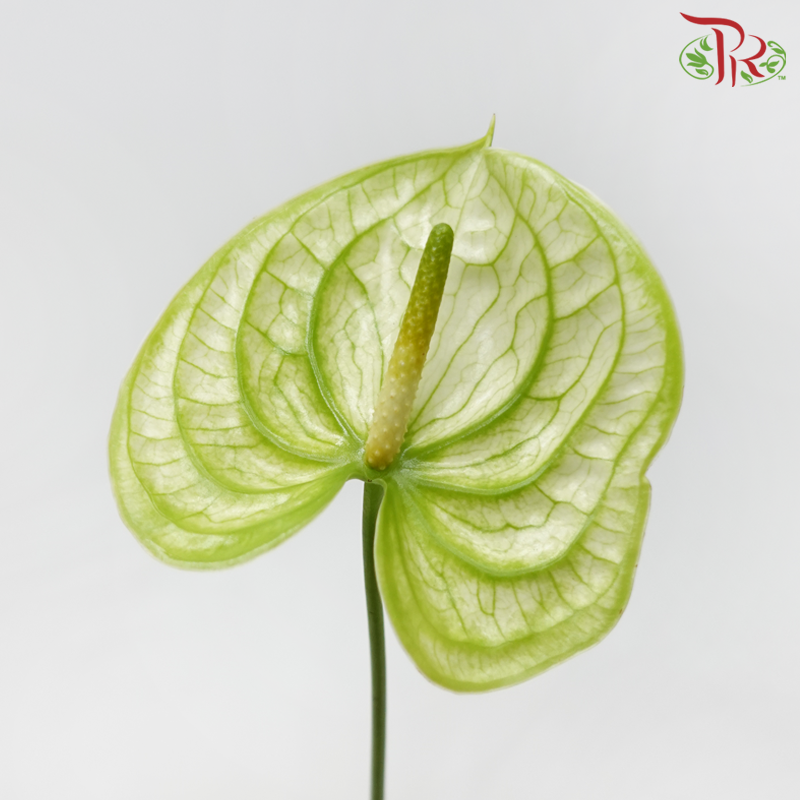 Anthurium Extase Green - SS (Per Stem)-Green-Malaysia-prflorist.com.my