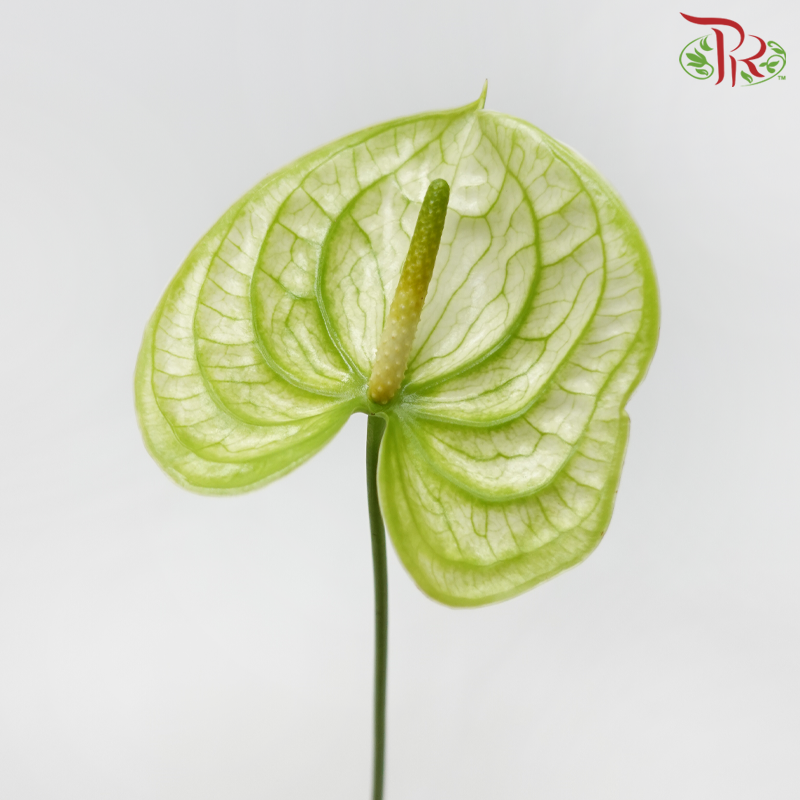 Anthurium Extase Green - SS (Per Stem)-Green-Malaysia-prflorist.com.my