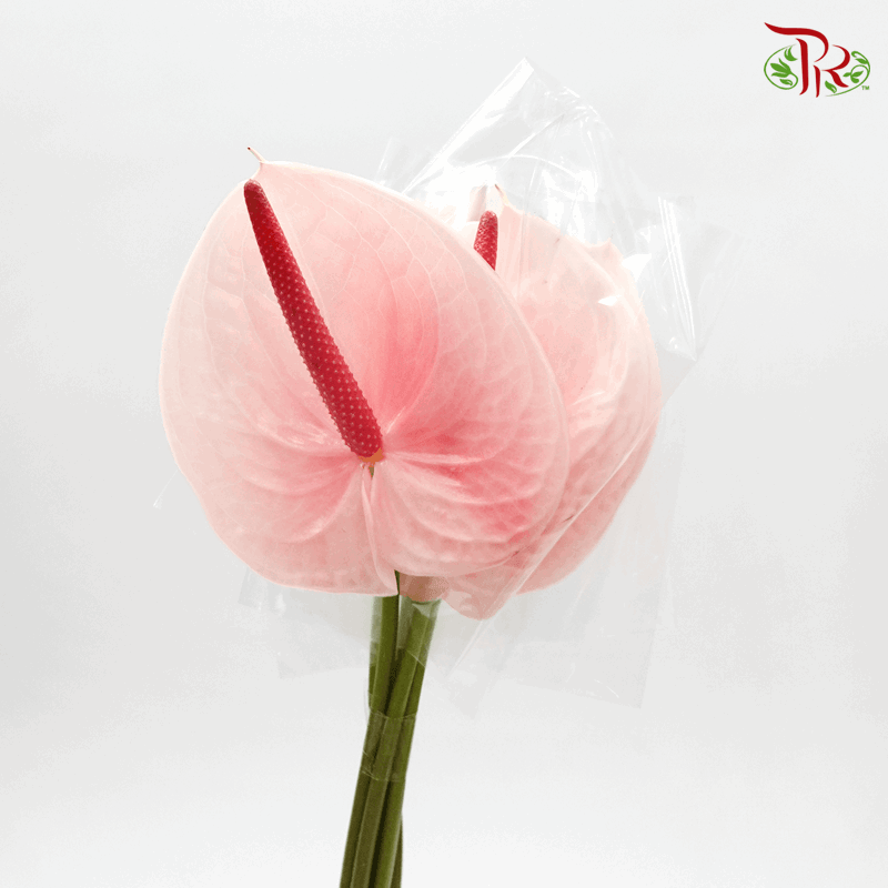 Anthurium Flamingo Pink - L (Per Stem)-Pink-Malaysia-prflorist.com.my