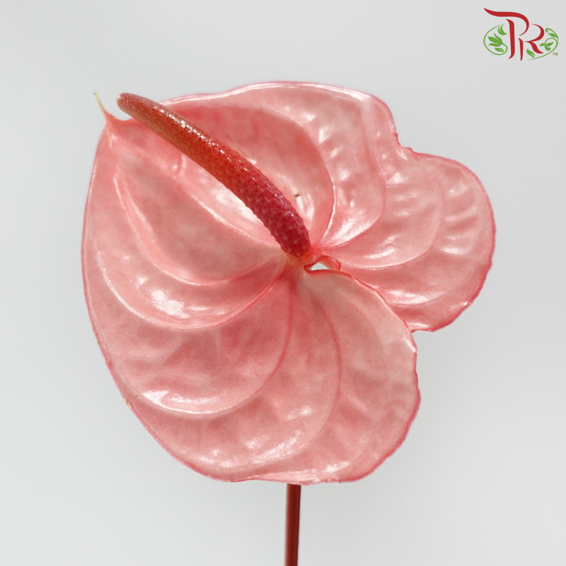 Anthurium Flamingo Pink - L (Per Stem)-Pink-Malaysia-prflorist.com.my