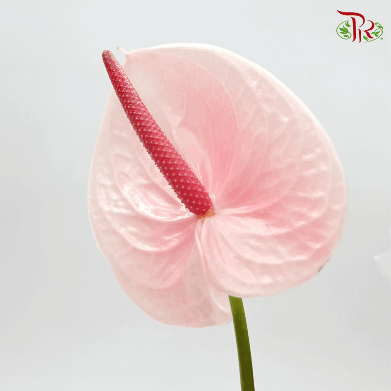 Anthurium Flamingo Pink - L (Per Stem)-Pink-Malaysia-prflorist.com.my