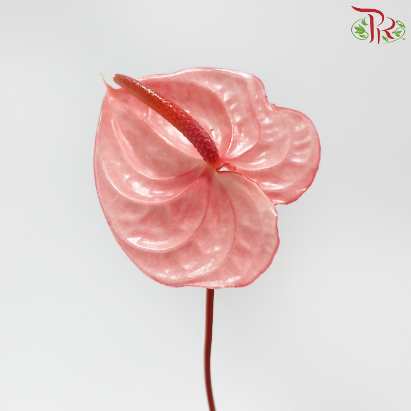 Anthurium Flamingo Pink - L (Per Stem)-Pink-Malaysia-prflorist.com.my
