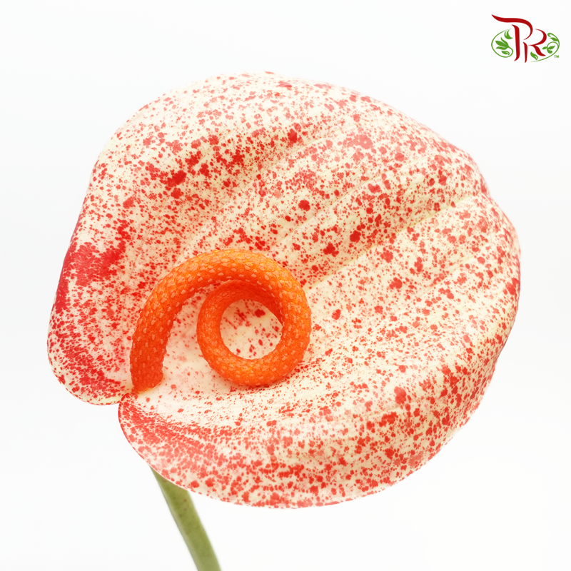 Anthurium Graffiti - L (Per Stem)-Peach-Netherland-prflorist.com.my