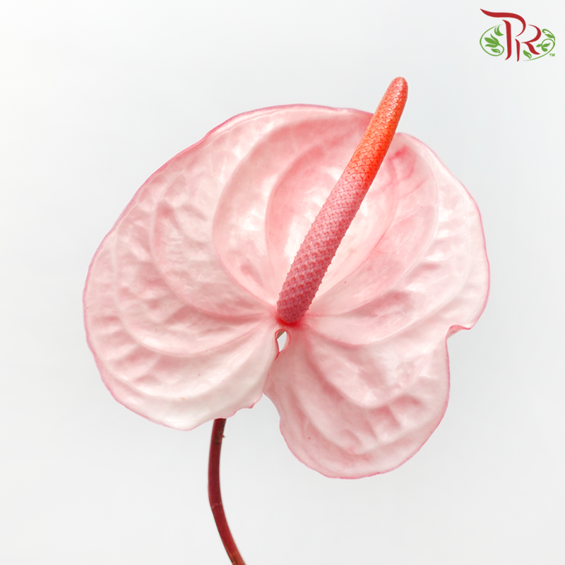 Anthurium Light Flamingo Pink - M (Per Stem)-Pink-Malaysia-prflorist.com.my