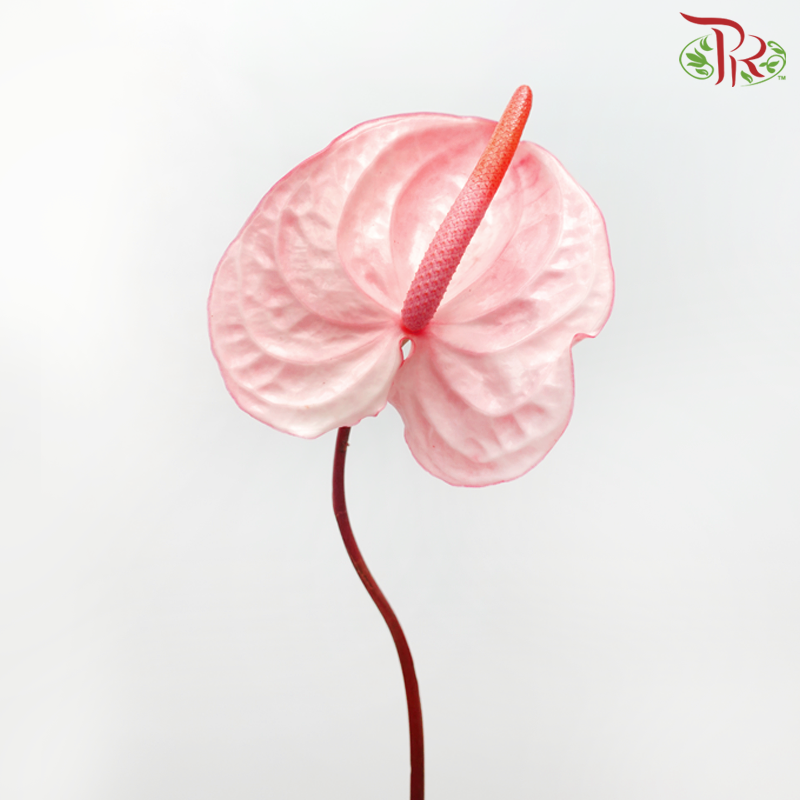 Anthurium Light Flamingo Pink - M (Per Stem)-Pink-Malaysia-prflorist.com.my