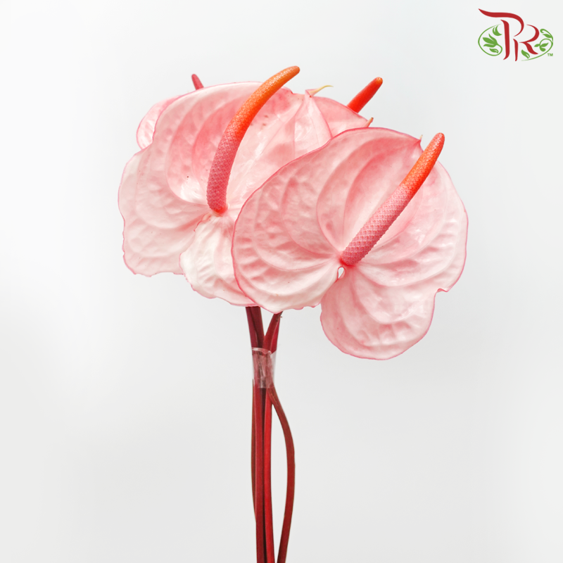 Anthurium Light Flamingo Pink - M (Per Stem)-Pink-Malaysia-prflorist.com.my