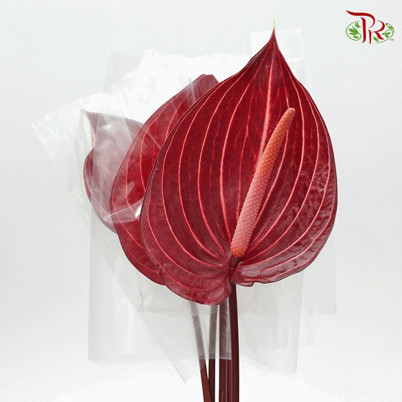 Anthurium Maroon Line - M (Per Stem)-Red-Malaysia-prflorist.com.my