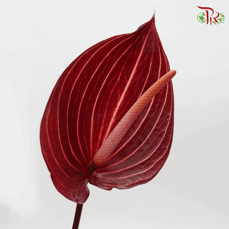 Anthurium Maroon Line - M (Per Stem)-Red-Malaysia-prflorist.com.my