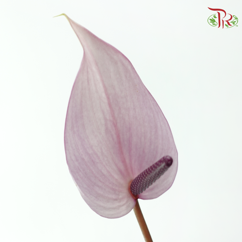 Anthurium Previa - Purple (Per Stem)-Purple-Import-prflorist.com.my