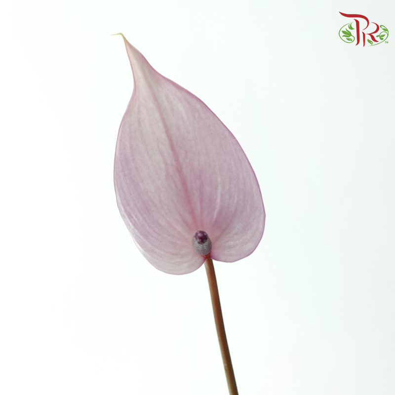 Anthurium Previa - Purple (Per Stem)-Purple-Import-prflorist.com.my