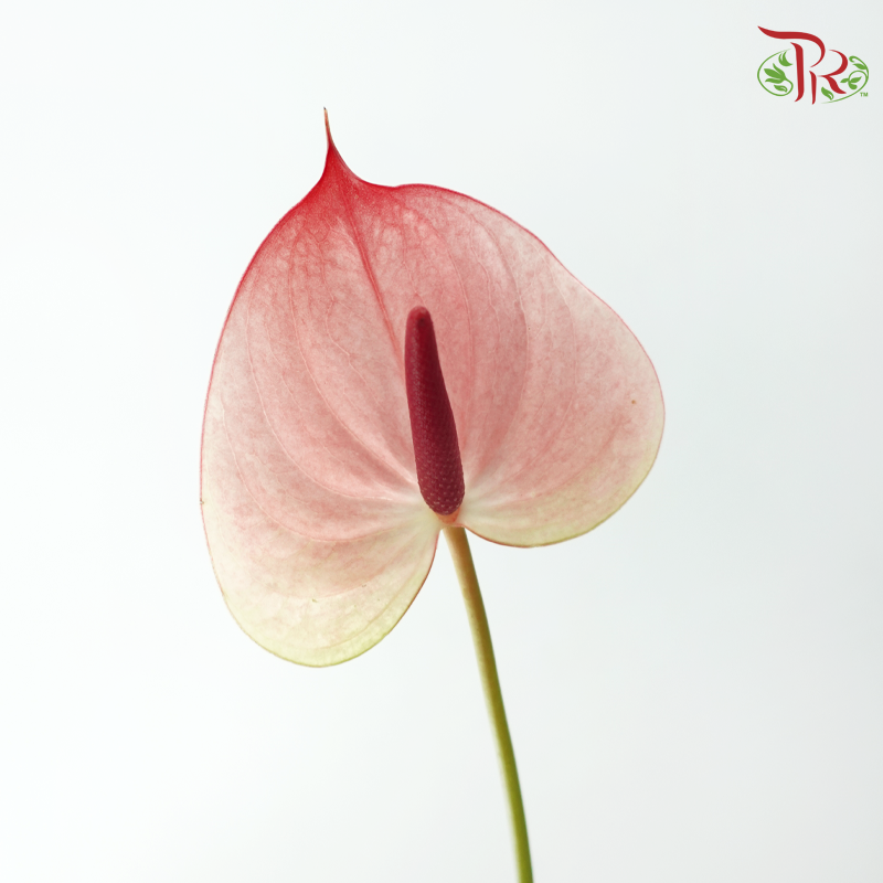 Anthurium Previa - Salmon Rouge (Per Stem)-Champagne / Peach-Import-prflorist.com.my
