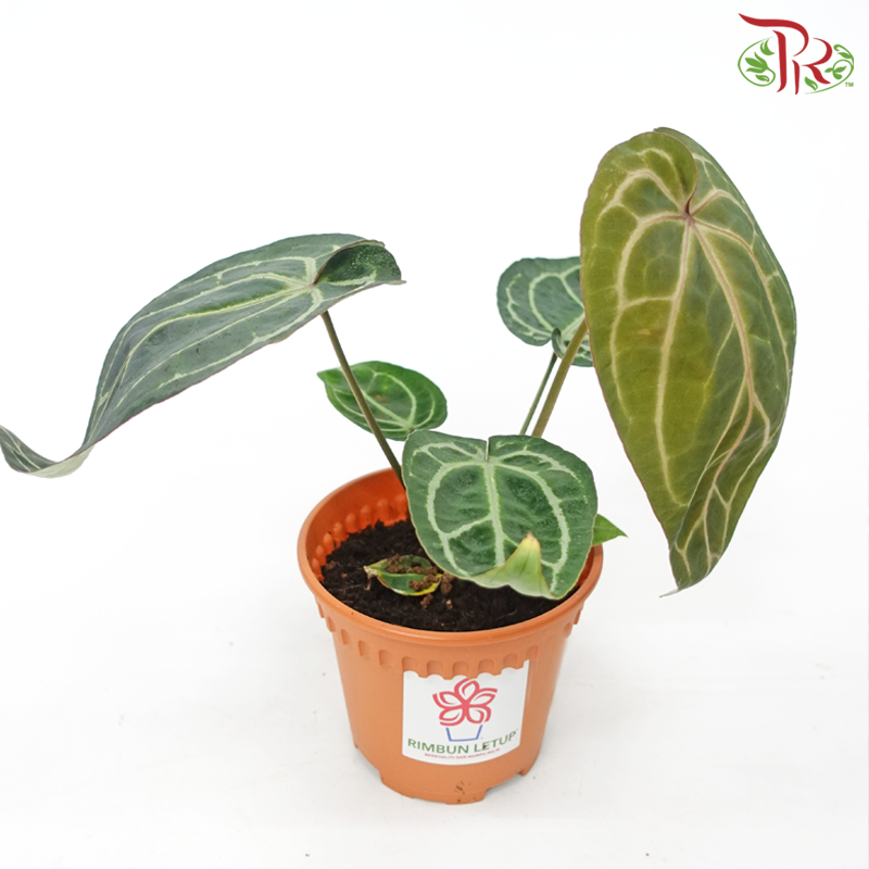Anthurium Red Crystallinum《红水晶花烛》-Pudu Ria Florist-prflorist.com.my