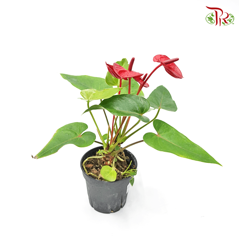 Anthurium Red P90 《火鹤花》-Pudu Ria Florist-prflorist.com.my