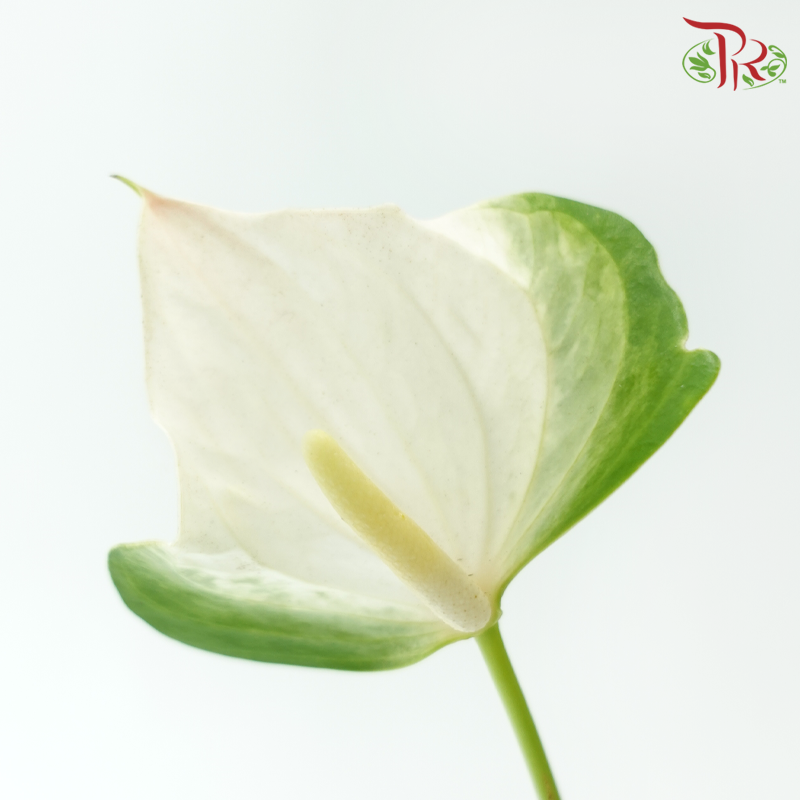 Anthurium - Simba (Per Stem)-Mixed White & Green-Import-prflorist.com.my