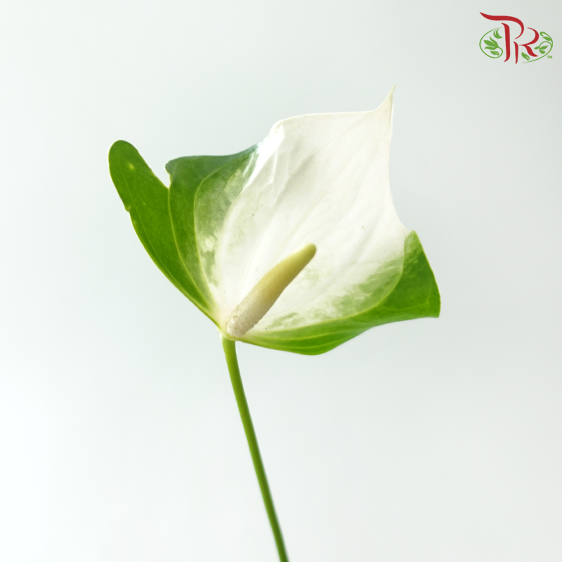 Anthurium - Simba (Per Stem)-Mixed White & Green-Import-prflorist.com.my