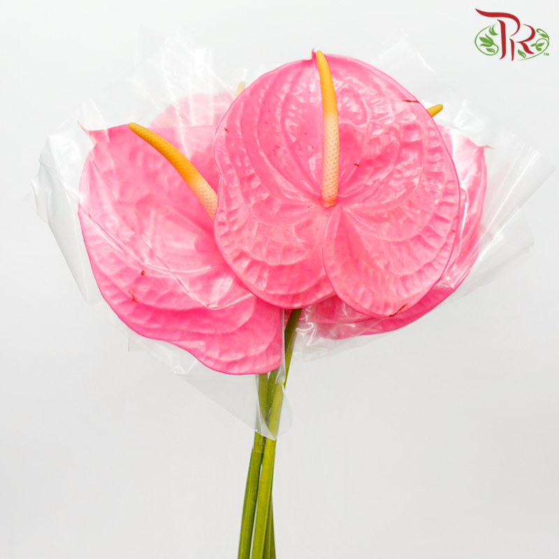 Anthurium Taffy Pink - XL (Per Stem)-Taffy Pink-Malaysia-prflorist.com.my