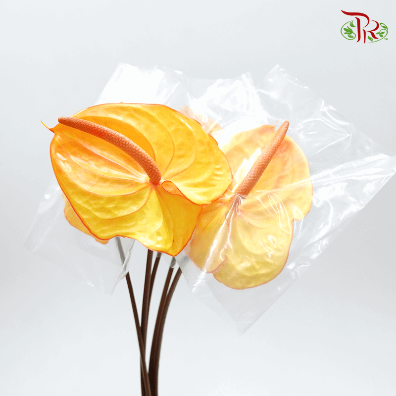 Anthurium Tone Orange & Yellow - L (Per stem)-Orange-Malaysia-prflorist.com.my
