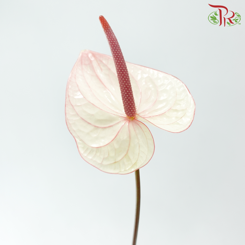 Anthurium White With Red Outline - L (Per Stem)-White-Malaysia-prflorist.com.my