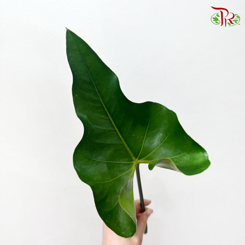 Anthurium Leaf