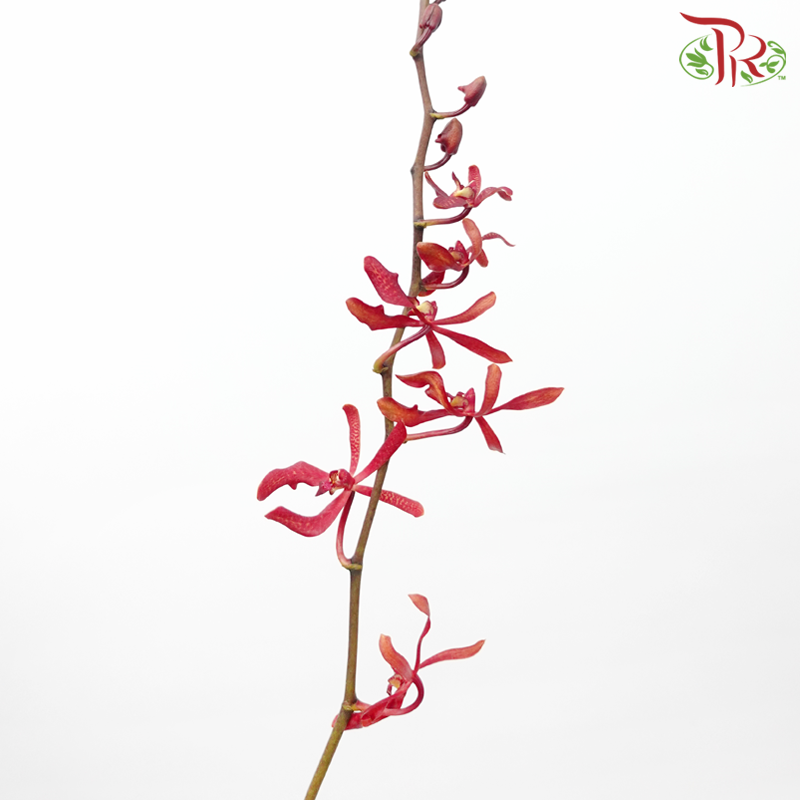 Aranthera - Red (10 Stems)-Red-Thailand-prflorist.com.my
