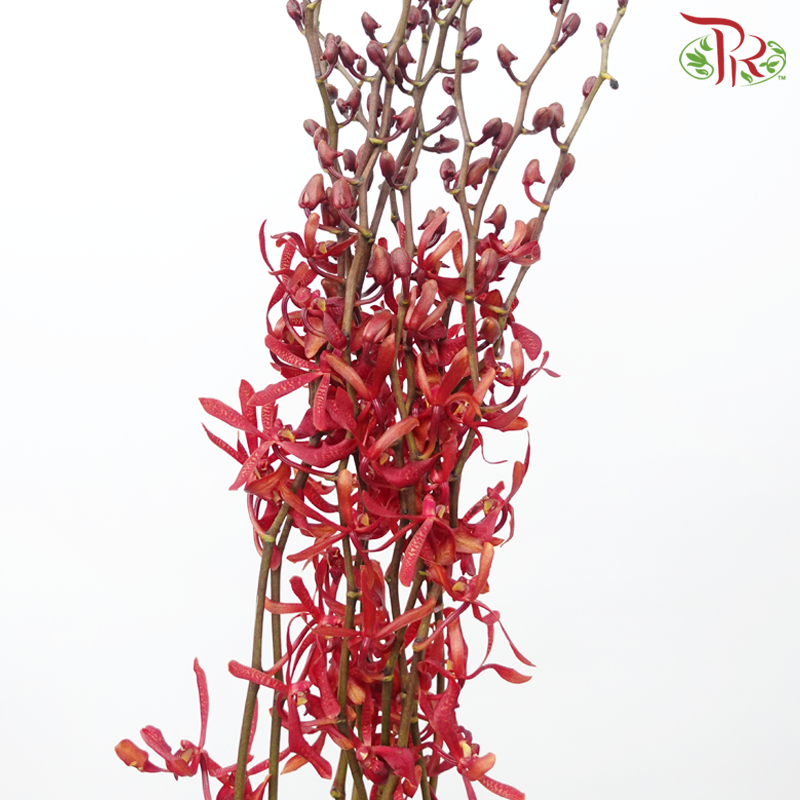 Aranthera - Red (10 Stems)-Red-Thailand-prflorist.com.my