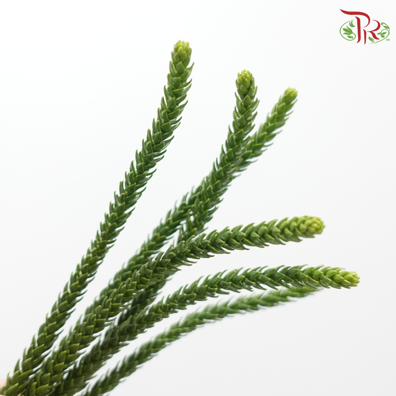 Araucaria - (Per Stem)-China-prflorist.com.my