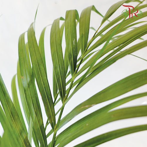 Areca Yellow Palm P240《黃椰子》