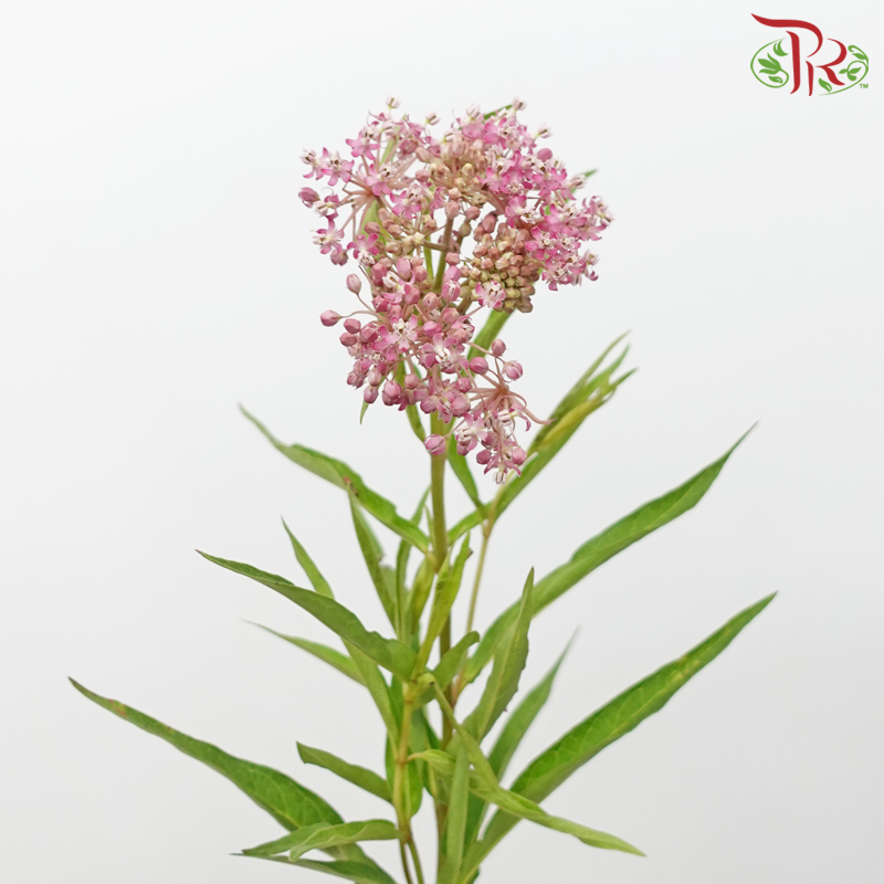 Ascelepias - Pink (5 Stems)-Pink-Netherland-prflorist.com.my