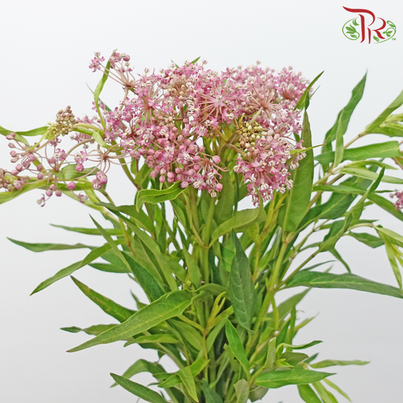 Ascelepias - Pink (5 Stems)-Pink-Netherland-prflorist.com.my