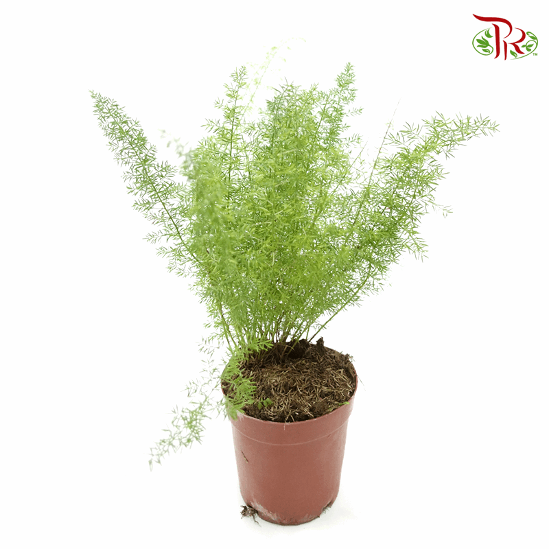 Asparagus Densiflorus Myers 《狐尾天门冬》-Pudu Ria Florist-prflorist.com.my