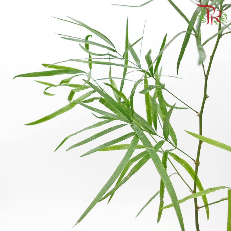 Asparagus Falcatus (5 Stems)-Netherland-prflorist.com.my