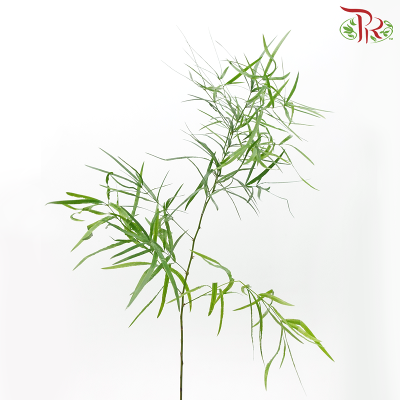 Asparagus Falcatus (5 Stems)-Netherland-prflorist.com.my