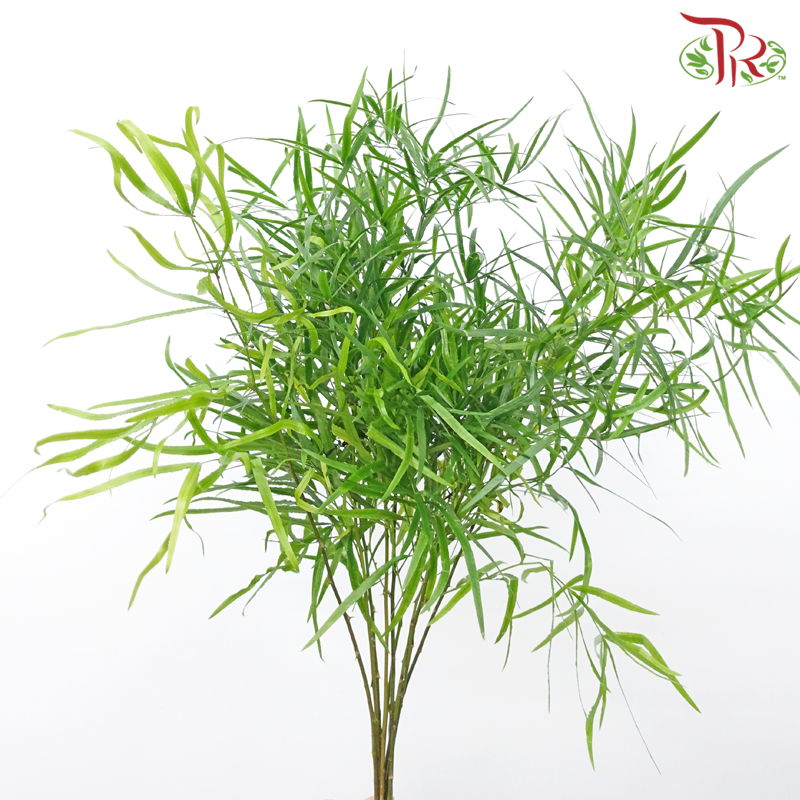 Asparagus Falcatus (5 Stems)-Netherland-prflorist.com.my