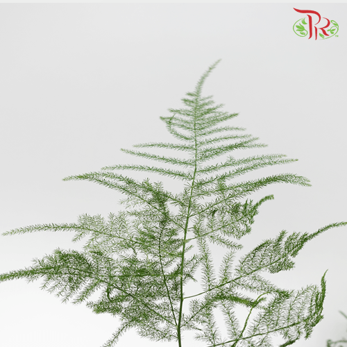 Asparagus Fern - (Per Bunch)-Green-China-prflorist.com.my