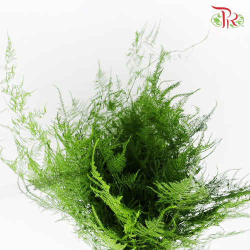 Asparagus Fern - (Per Bunch)-Green-China-prflorist.com.my