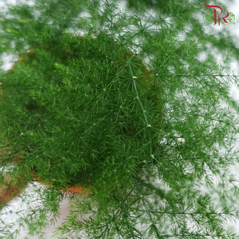 Asparagus P120《文竹》-Pudu Ria Florist-prflorist.com.my