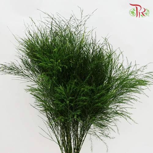Asparagus Treefern (Cocktail Leaf) - Per Bunch-Netherland-prflorist.com.my
