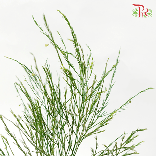 Asparagus Treefern (Cocktail Leaf) - Per Bunch-Netherland-prflorist.com.my