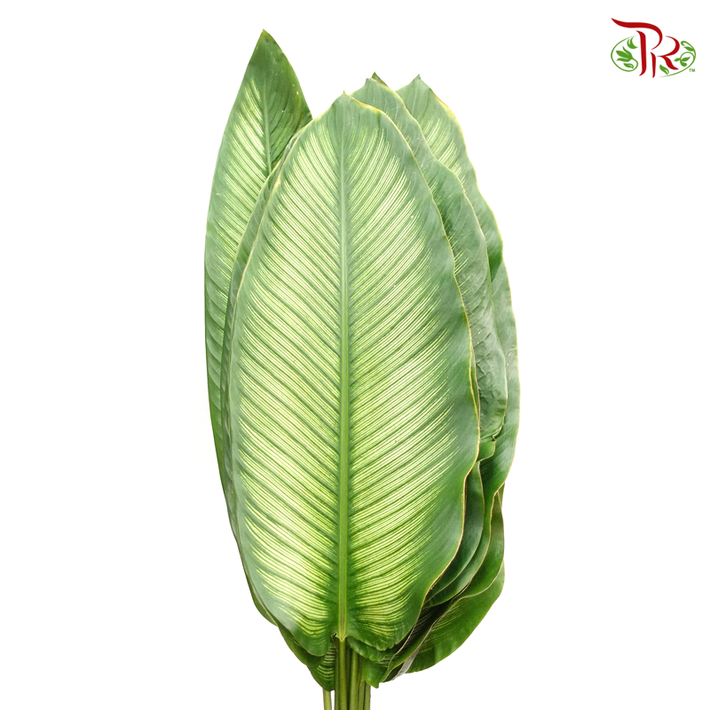 Aspidistra Green Leaf (10 Stems)-Netherland-prflorist.com.my