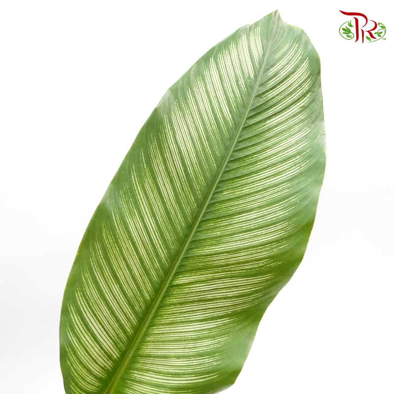 Aspidistra Green Leaf (10 Stems)-Netherland-prflorist.com.my