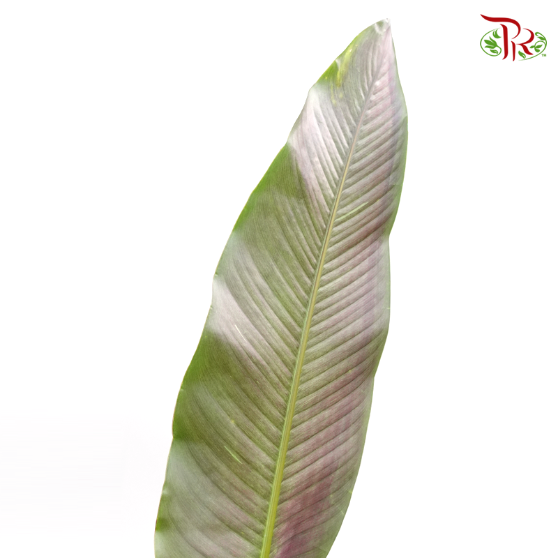 Aspidistra Green Leaf (10 Stems)-Netherland-prflorist.com.my