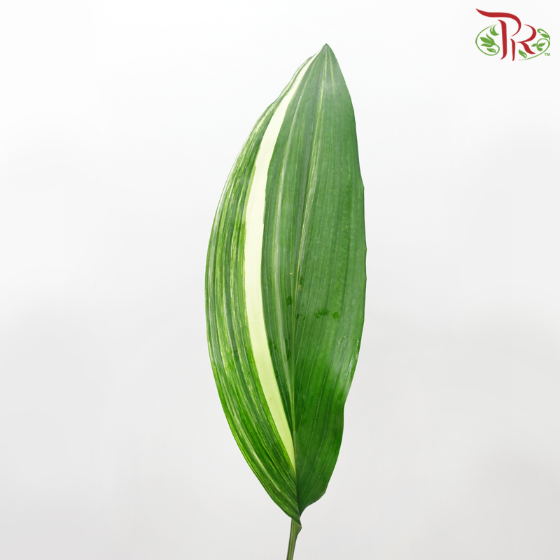 Aspidistra Leaf - Tone (10 Stems)-Netherland-prflorist.com.my