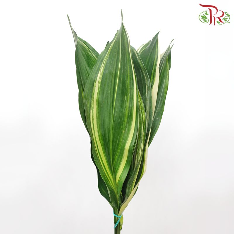 Aspidistra Leaf - Tone (10 Stems)-Netherland-prflorist.com.my