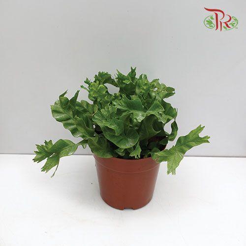 Asplenium Nidus《鳥巢蕨》