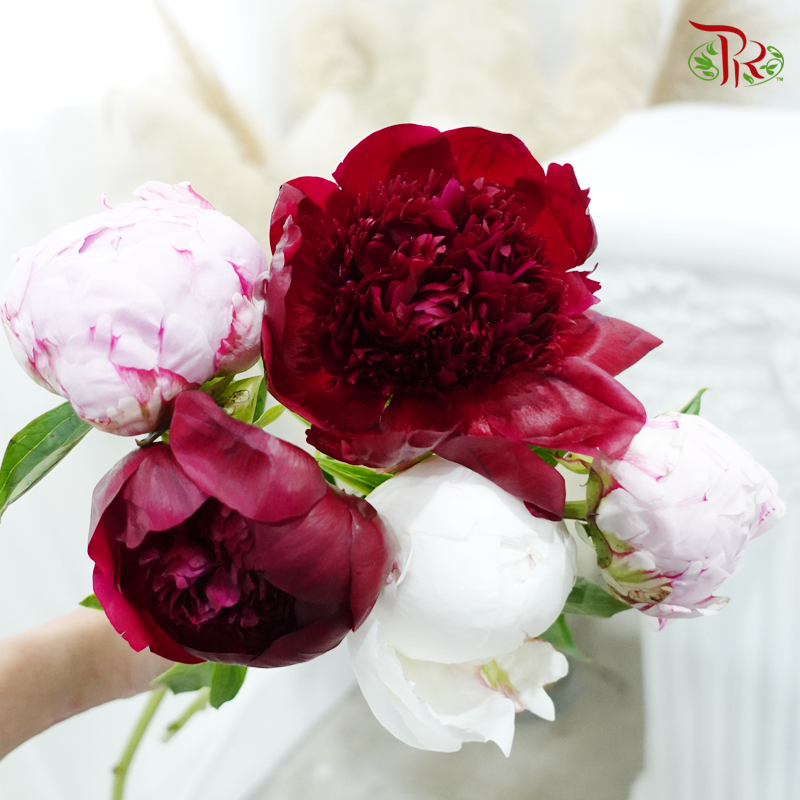 Assorted Peony - ( 5 Stems ) ***Fragile (Small /Medium Size)-China-prflorist.com.my