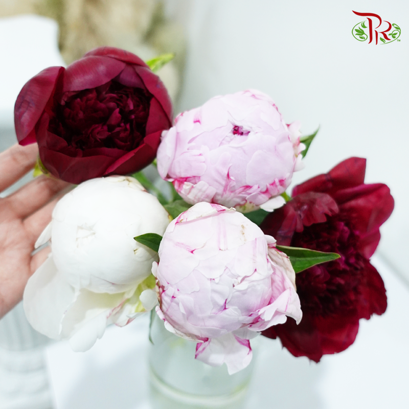 Assorted Peony - ( 5 Stems ) ***Fragile (Small /Medium Size)-China-prflorist.com.my