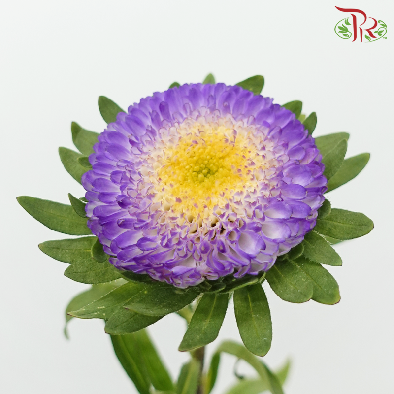 Aster - Bonita Top Blue (10 Stems)-Top Blue-Vietnam-prflorist.com.my