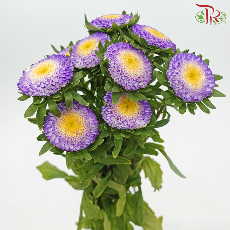 Aster - Bonita Top Blue (10 Stems)-Top Blue-Vietnam-prflorist.com.my