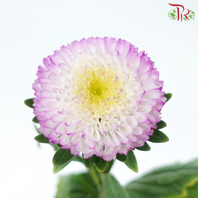 Aster - Bonita Top Rose (10 Stems)-Cherry Pink-Vietnam-prflorist.com.my