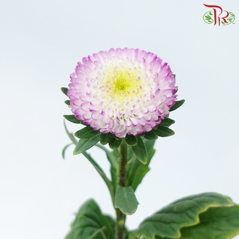 Aster - Bonita Top Rose (10 Stems)-Cherry Pink-Vietnam-prflorist.com.my